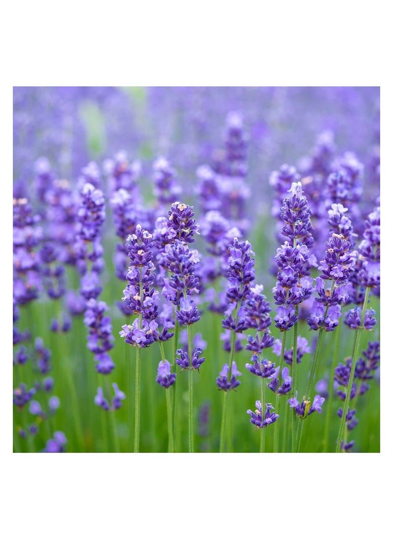 PARO OUD - Musk Lavender I 6ml I Paro Oud I Attar Oil I Pure Attar I Natural Attar I Alcohol-Free Attar I Traditional Attar I Organic Attar I Long-Lasting Scent I Arabic Perfume Oil I Alcohol-free attar - Image 1