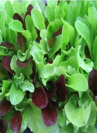 Lettuce Seed: Mesclun Mix Lettuce Seeds Packet Size: 500+ Seed - pzsku/Z21996A259B1E5DED8918Z/45/1746414585/064a27e2-0947-422a-9058-848004efbe27