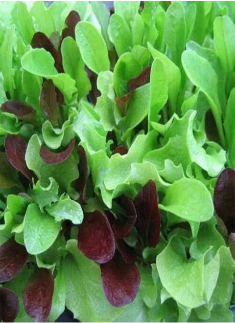 Lettuce Seed: Mesclun Mix Lettuce Seeds Packet Size: 500+ Seed