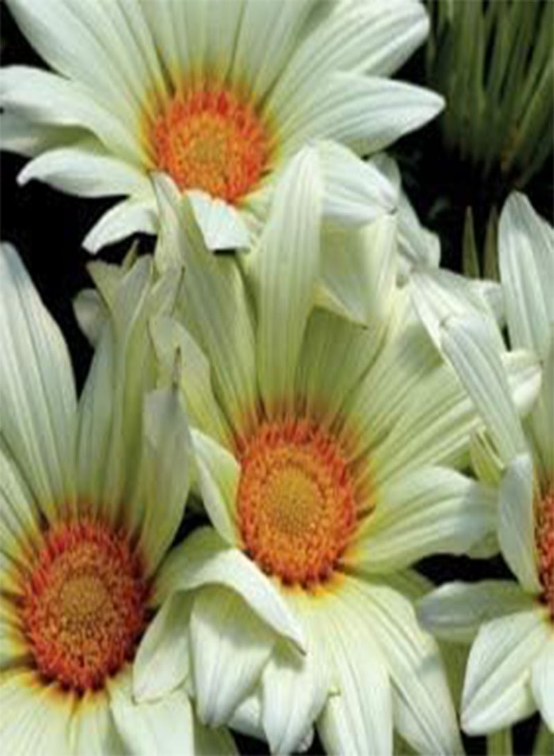 seeds Fresh 100 Pcs Gazania Rigens Flower seeds for Planting Green 1
