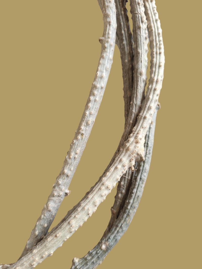 RUKDA® Fresh Neem Giloy Sticks – A1 Quality Guduchi Stems for Ayurvedic & Herbal Wellness – 100 inch Long, Fresh & Handpicked - Image 4