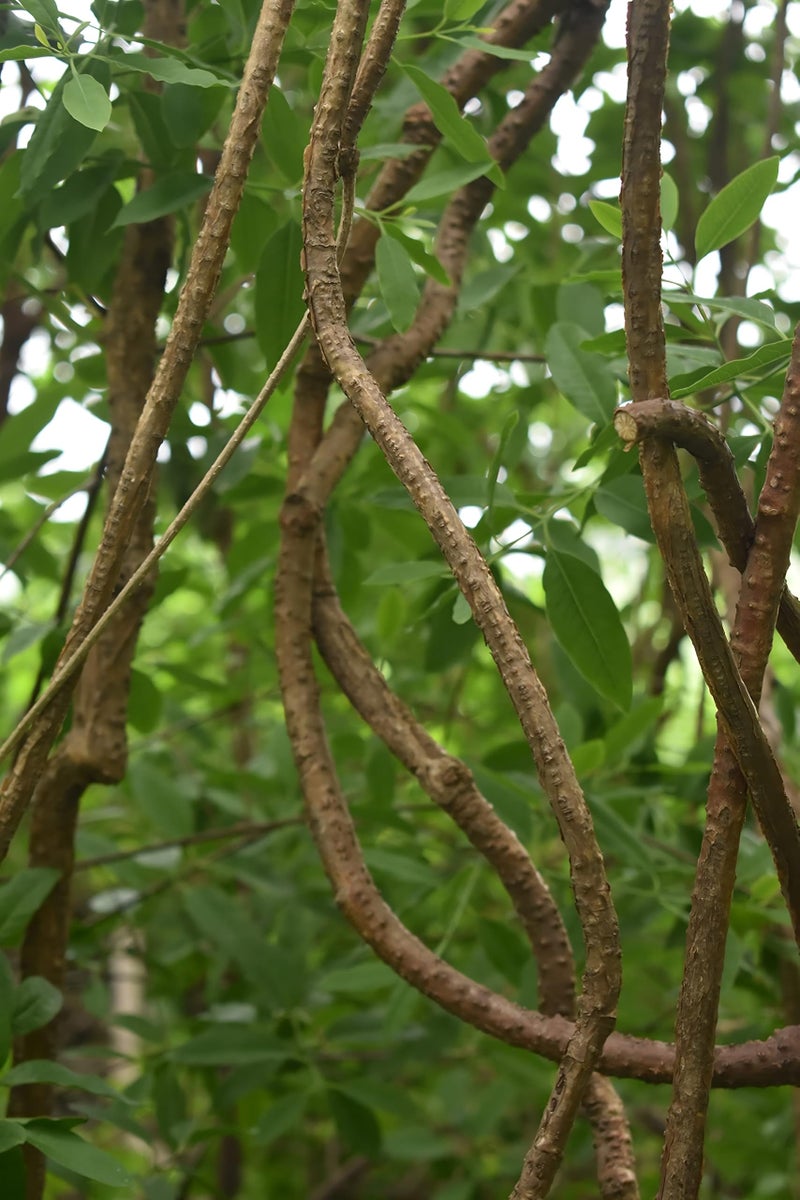 RUKDA® Fresh Neem Giloy Sticks – A1 Quality Guduchi Stems for Ayurvedic & Herbal Wellness – 100 inch Long, Fresh & Handpicked - Image 1