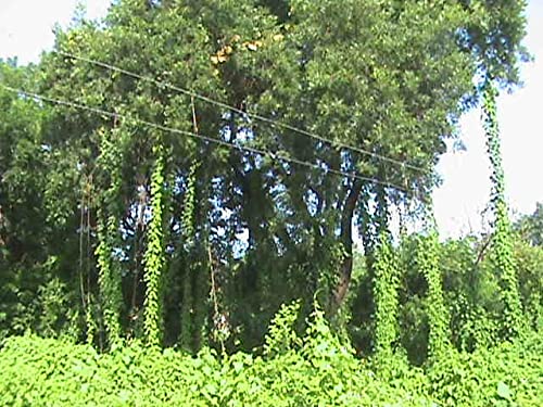 RUKDA® Fresh Neem Giloy Sticks – A1 Quality Guduchi Stems for Ayurvedic & Herbal Wellness – 100 inch Long, Fresh & Handpicked - Image 5