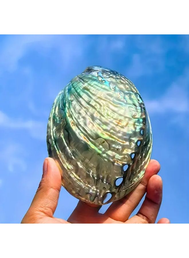 Large Abalone Shell Natural Blue Marble Pattern Aquarium Home Decor Fish Tank - Image 1
