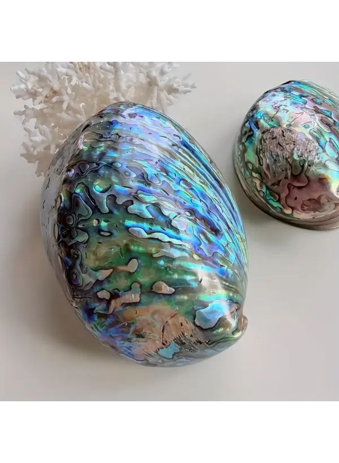 Large Abalone Shell Natural Blue Marble Pattern Aquarium Home Decor Fish Tank - Image 3