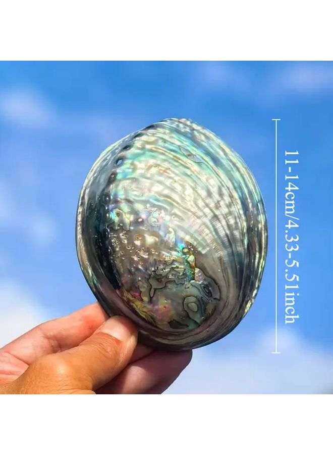 Large Abalone Shell Natural Blue Marble Pattern Aquarium Home Decor Fish Tank - Image 5