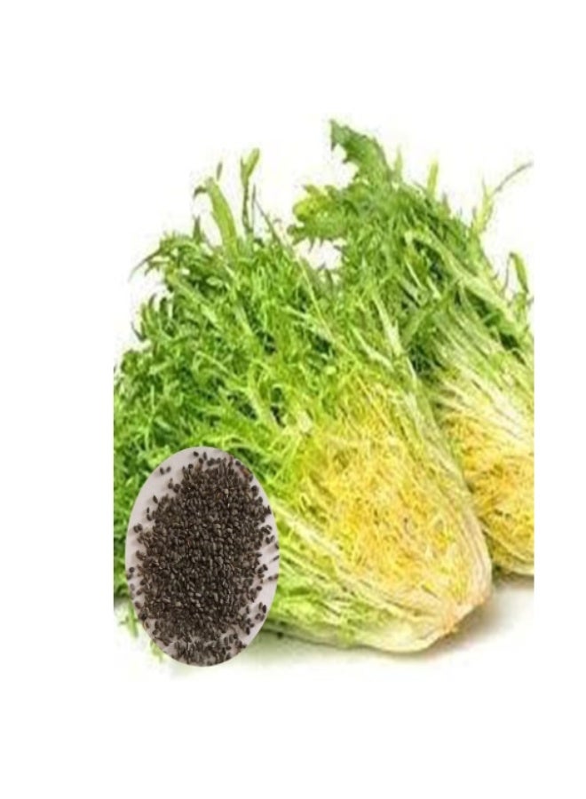 3Gram Endive Seeds,Curled Frisee Lettuce Plants Green Sowthistle Vegetable Seeds for Garden Planting Garden Yard Outdoor - Image 2
