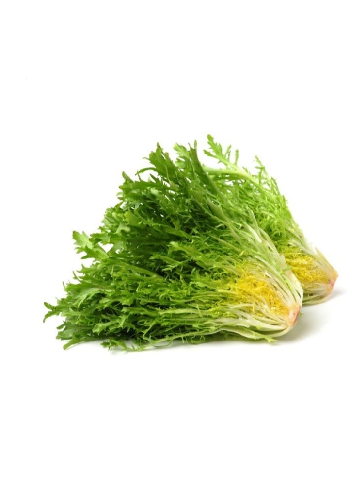 3Gram Endive Seeds,Curled Frisee Lettuce Plants Green Sowthistle Vegetable Seeds for Garden Planting Garden Yard Outdoor - Image 1
