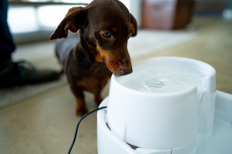 Dog Mate Large Fresh Water Drinking Fountain For Dogs And Cats - Image 4
