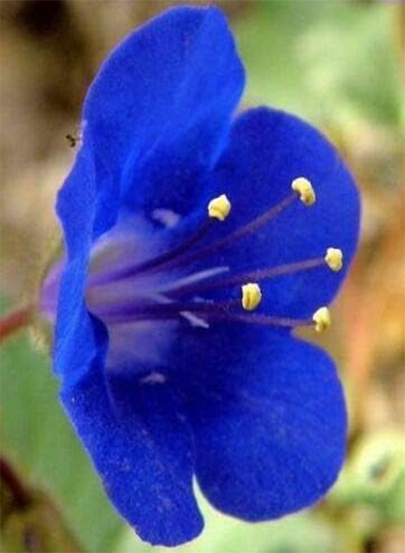 جي جوت زهرة كاليفورنيا الزرقاء، حوالي 75 بذرة في فراش، نبات حوض - Image 2