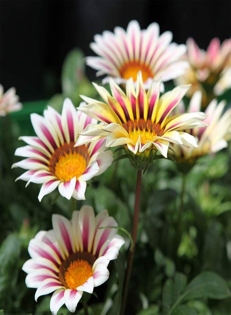 جي جوت 30 قطعة من بذور الأقحوان بتلات ملونة أنيقة طازجة تجذب الفراشات والنحل، منظر طبيعي جميل للحديقة، زراعة الحدائق - Image 1