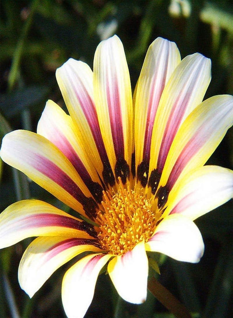 جي جوت 30 قطعة من بذور الأقحوان بتلات ملونة أنيقة طازجة تجذب الفراشات والنحل، منظر طبيعي جميل للحديقة، زراعة الحدائق - Image 2