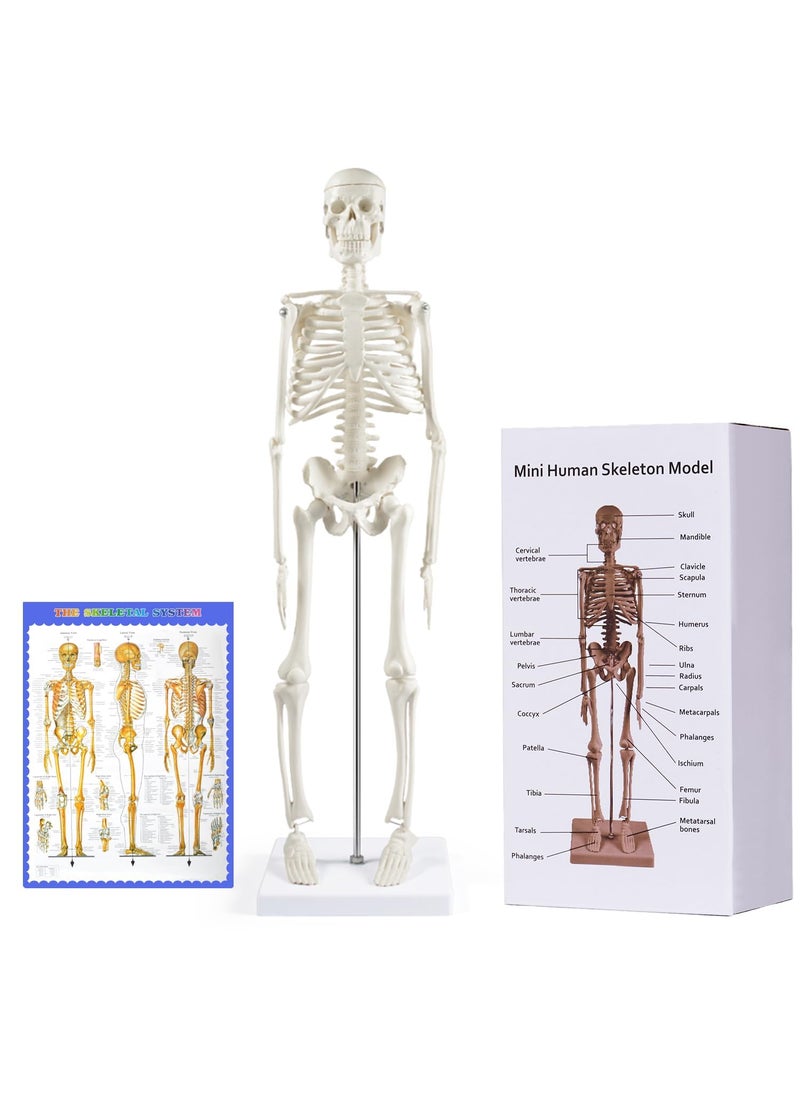 breesky breesky Human Skeleton Model for Anatomy 17 Human Skeleton Model with Movable Arms and Legs  Scientific Model for Study and Display 