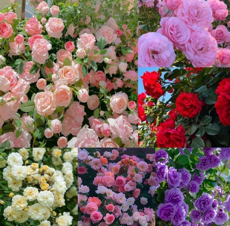 Earth Hopper 220+ SEEDS- Hybrid Climbing Rose Flower Mix Seeds, Year-Round Blooms - Image 3