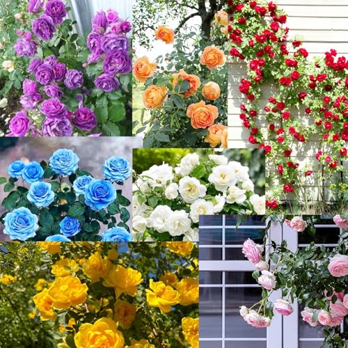 Earth Hopper 220+ SEEDS- Hybrid Climbing Rose Flower Mix Seeds, Year-Round Blooms - Image 1