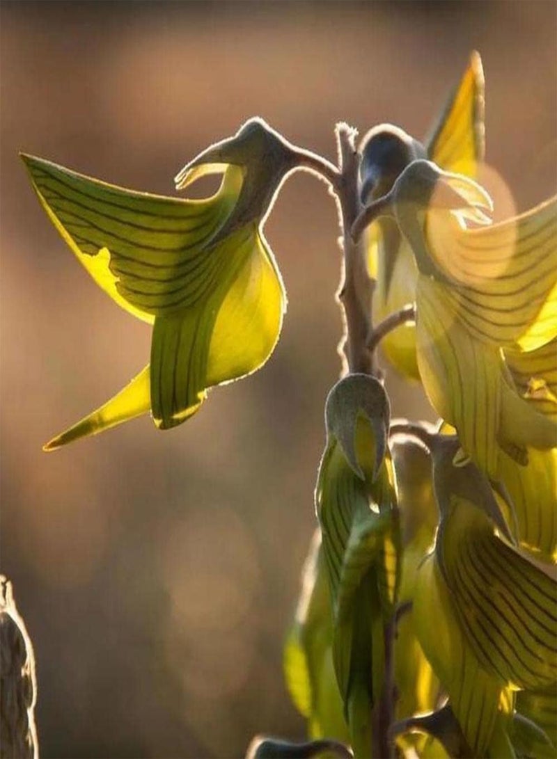 GGOOT 100pcs Crotalaria Seeds Planting Small Difficulty Different Varieties of Flowers Planted Together to Form Unique Landscape - Image 1