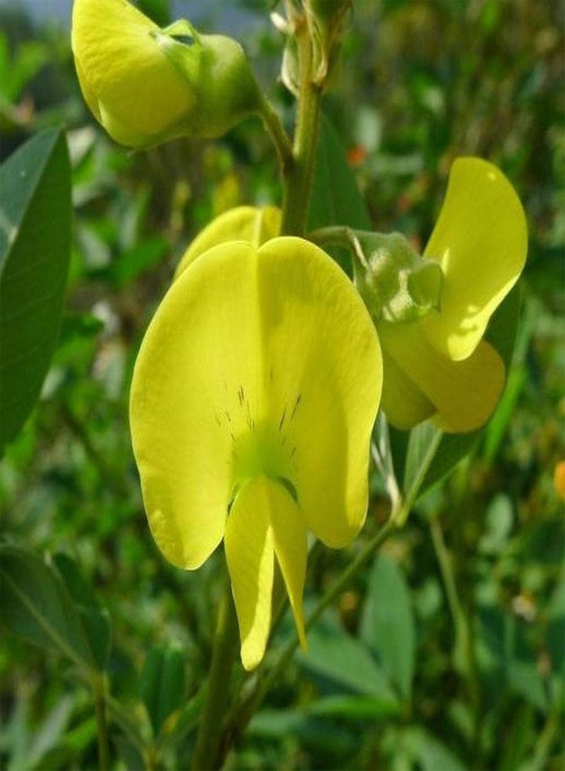 GGOOT 100pcs Crotalaria Seeds Planting Small Difficulty Different Varieties of Flowers Planted Together to Form Unique Landscape - Image 2