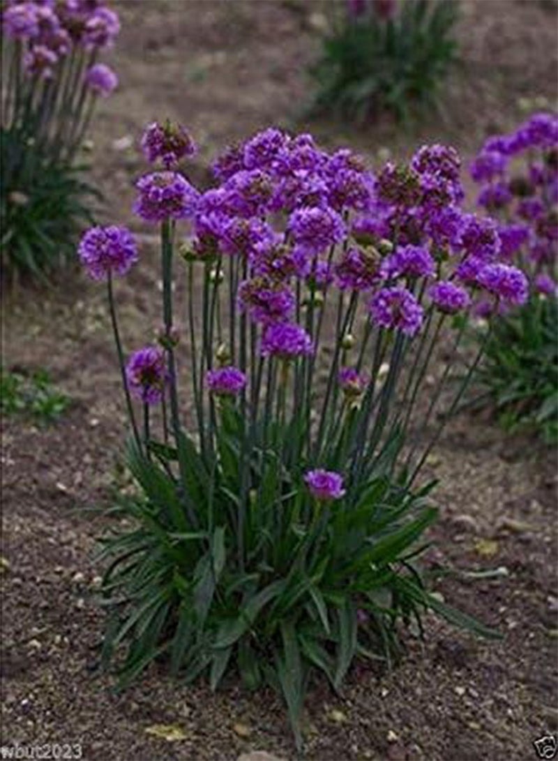 GGOOT Armeria pseudarmeria (Ballerina Lilac Seeds) False Sea Thrift,(25 Seeds) - Image 2