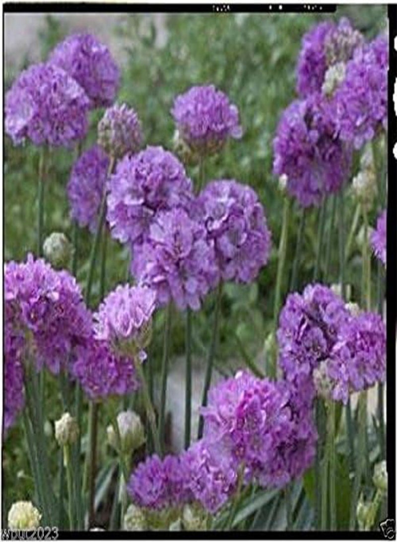 GGOOT Armeria pseudarmeria (Ballerina Lilac Seeds) False Sea Thrift,(25 Seeds) - Image 1