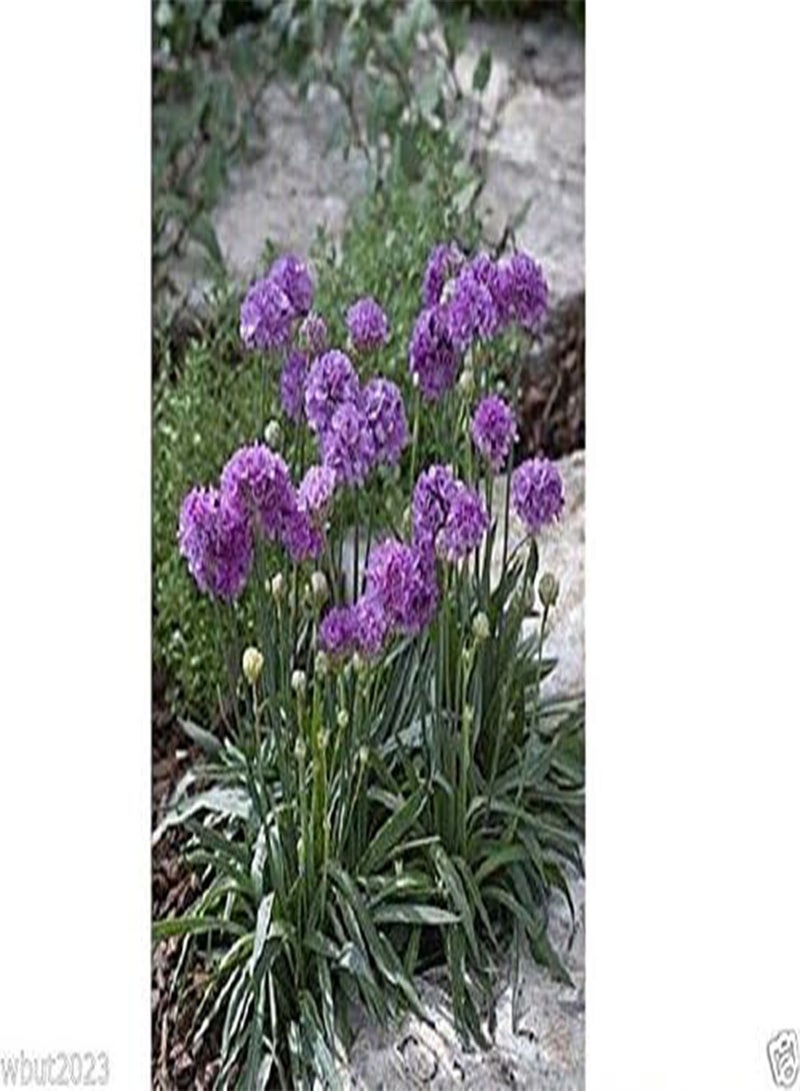GGOOT Armeria pseudarmeria (Ballerina Lilac Seeds) False Sea Thrift,(25 Seeds) - Image 3
