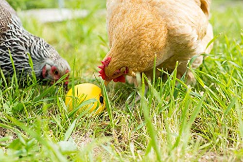 Lixit Chicken Feeder Toy (1 Pack) - Image 5