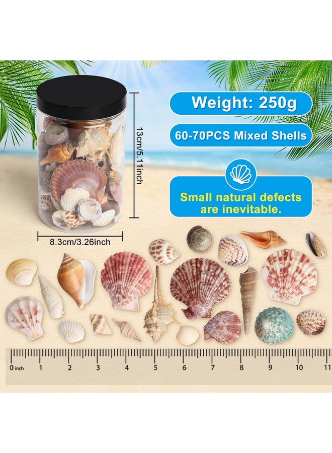 Hapy Shop Mixed Sea Shells 250 G Shells Various Size Up To 2.5 In Seashells Bulk With Box Shells For Crafts,Tank Vase Filler,Beach Theme Party,Home Decor,Resin Decoration(60-70 Pcs) - Image 2