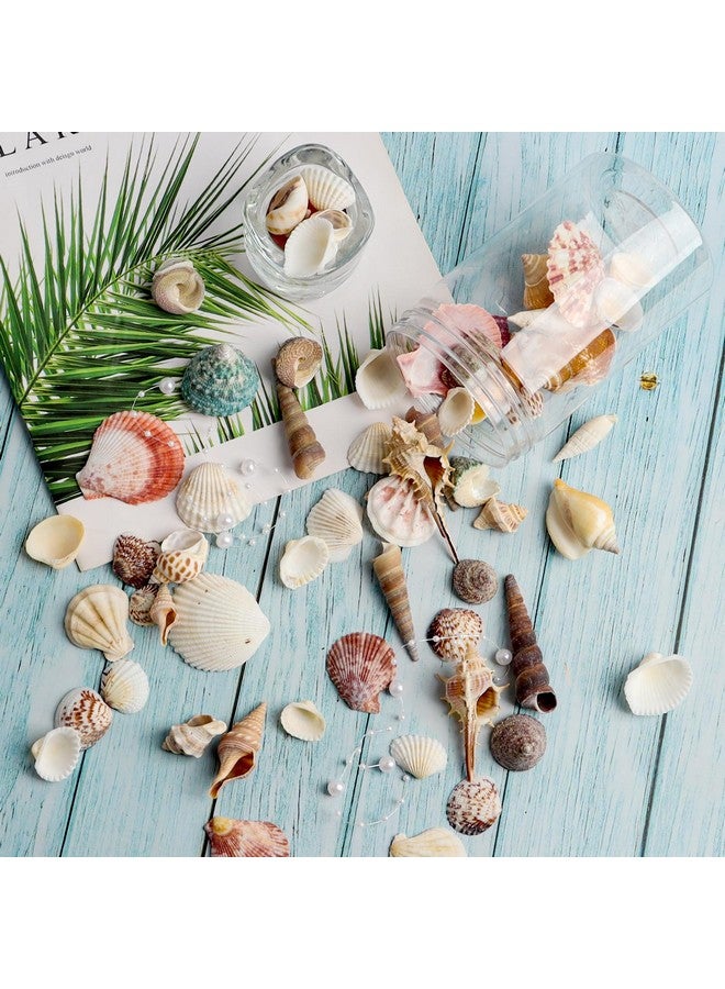 Hapy Shop Mixed Sea Shells 250 G Shells Various Size Up To 2.5 In Seashells Bulk With Box Shells For Crafts,Tank Vase Filler,Beach Theme Party,Home Decor,Resin Decoration(60-70 Pcs) - Image 4