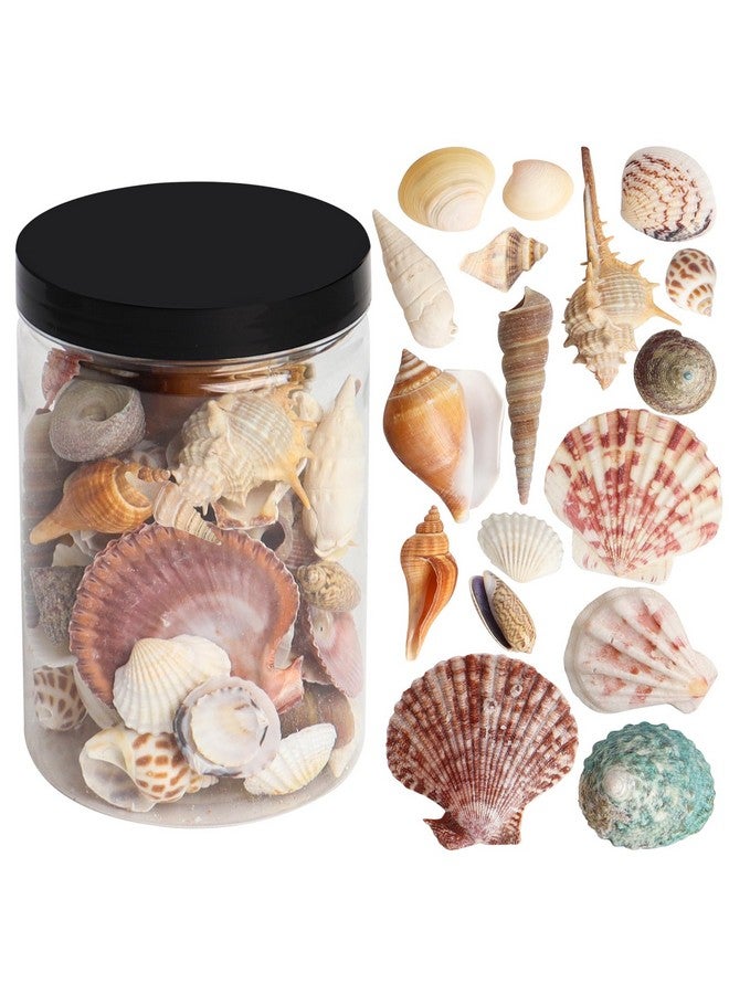 Hapy Shop Mixed Sea Shells 250 G Shells Various Size Up To 2.5 In Seashells Bulk With Box Shells For Crafts,Tank Vase Filler,Beach Theme Party,Home Decor,Resin Decoration(60-70 Pcs) - Image 1