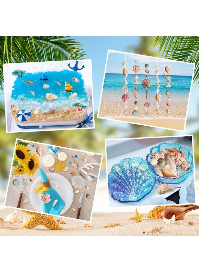 Hapy Shop Mixed Sea Shells 250 G Shells Various Size Up To 2.5 In Seashells Bulk With Box Shells For Crafts,Tank Vase Filler,Beach Theme Party,Home Decor,Resin Decoration(60-70 Pcs) - Image 5