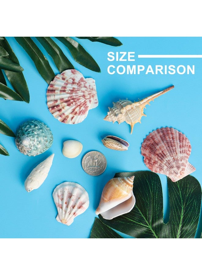Hapy Shop Mixed Sea Shells 250 G Shells Various Size Up To 2.5 In Seashells Bulk With Box Shells For Crafts,Tank Vase Filler,Beach Theme Party,Home Decor,Resin Decoration(60-70 Pcs) - Image 3