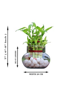 Green Fills Green Fills Two Layer Lucky Bamboo Plant in Handi Shape Glass Vase with White Pebbles Round  - Image 4