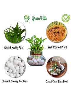 Green Fills Green Fills Two Layer Lucky Bamboo Plant in Handi Shape Glass Vase with White Pebbles Round  - Image 2