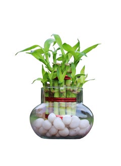 Green Fills Green Fills Two Layer Lucky Bamboo Plant in Handi Shape Glass Vase with White Pebbles Round  - Image 1