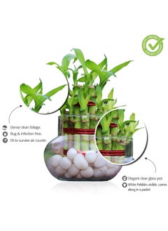 Green Fills Green Fills Two Layer Lucky Bamboo Plant in Handi Shape Glass Vase with White Pebbles Round  - Image 3
