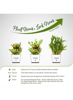Green Fills Green Fills Two Layer Lucky Bamboo Plant in Handi Shape Glass Vase with White Pebbles Round  - Image 5