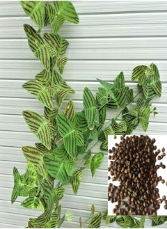 Seed for Planting50Pcs/Bag Christia Obcordata Seeds Water Needed Easy to Survive Eco-friendly Green Leaf Christia Obcordata Seedlings for Patio for Garden-Seed