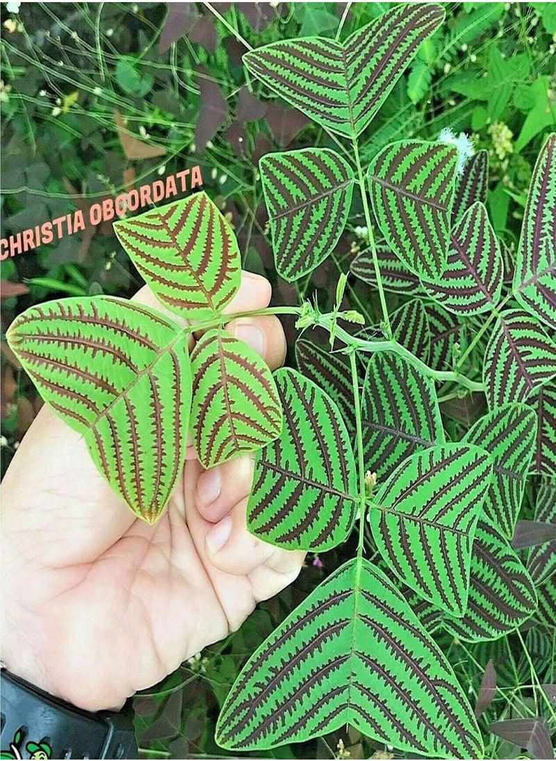 GGOOT - Seed for Planting50Pcs/Bag Christia Obcordata Seeds Water Needed Easy to Survive Eco-friendly Green Leaf Christia Obcordata Seedlings for Patio for Garden-Seed - Image 1