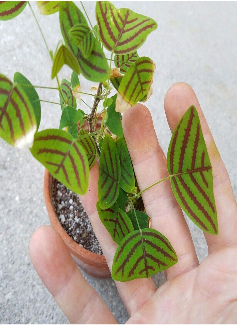 GGOOT - Seed for Planting50Pcs/Bag Christia Obcordata Seeds Water Needed Easy to Survive Eco-friendly Green Leaf Christia Obcordata Seedlings for Patio for Garden-Seed - Image 1