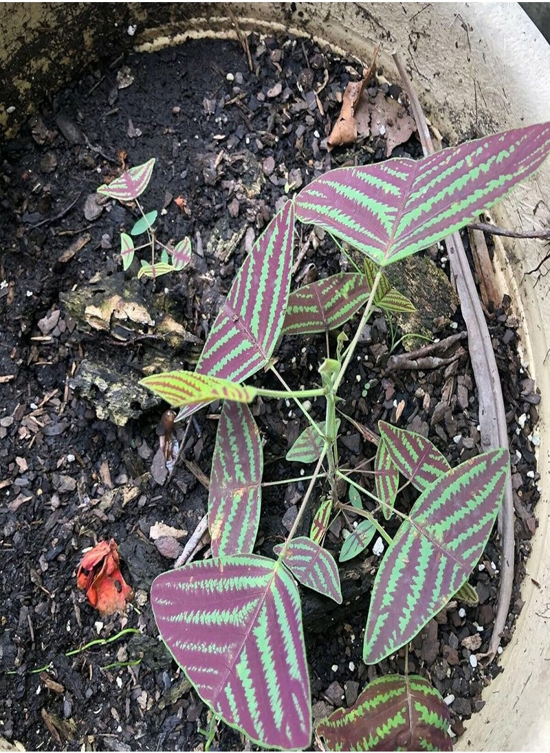 GGOOT - Seed for Planting50Pcs/Bag Christia Obcordata Seeds Water Needed Easy to Survive Eco-friendly Green Leaf Christia Obcordata Seedlings for Patio for Garden-Seed - Image 1