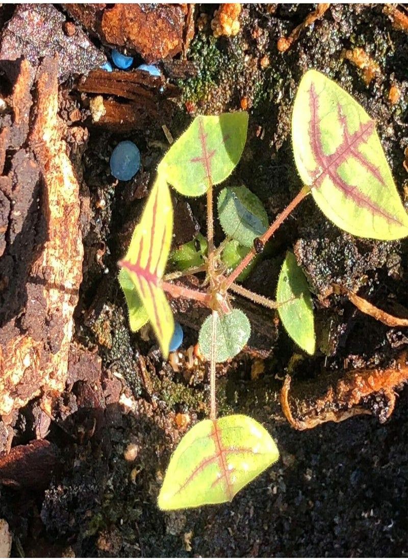 GGOOT - Seed for Planting50Pcs/Bag Christia Obcordata Seeds Water Needed Easy to Survive Eco-friendly Green Leaf Christia Obcordata Seedlings for Patio for Garden-Seed - Image 1