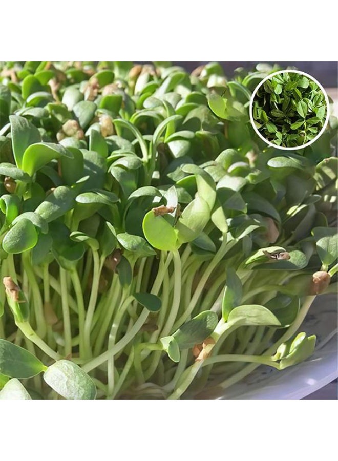 Methi Shalimar Improved Organic Microgreen Seeds