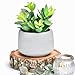 Kurrajong Farmhouse Kurrajong Farmhouse Faux Succulent in Pot - Faux Plants Decor - 7" x 4.5" - Feaux Plant in Pot - Fake Succulent Potted  - Image 2