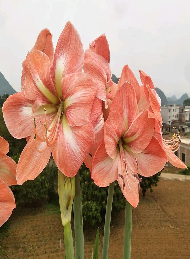 جي جوت بذور أمارلس نادرة وردية اللون من نوع هيبيستروم، فترة ازدهار طويلة، سهلة العناية، محبوبة من قبل المزارعين المبتدئين والمحترفين - Image 1