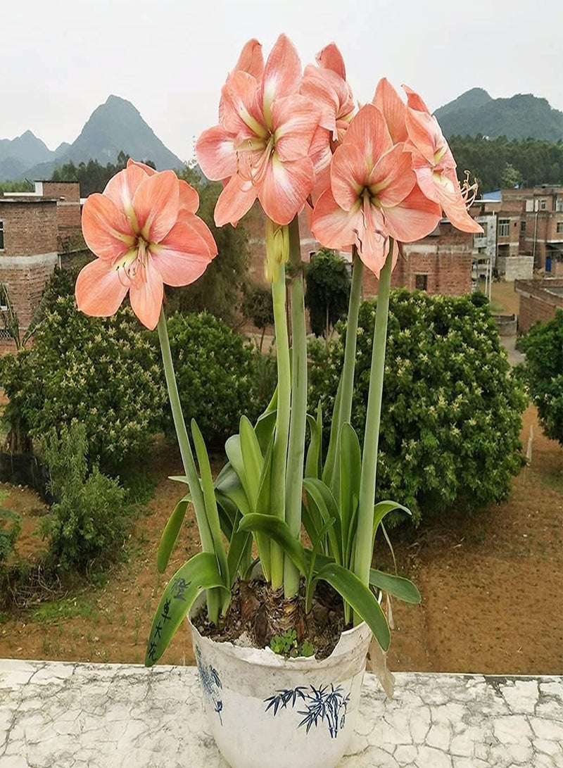 جي جوت بذور أمارلس نادرة وردية اللون من نوع هيبيستروم، فترة ازدهار طويلة، سهلة العناية، محبوبة من قبل المزارعين المبتدئين والمحترفين - Image 2