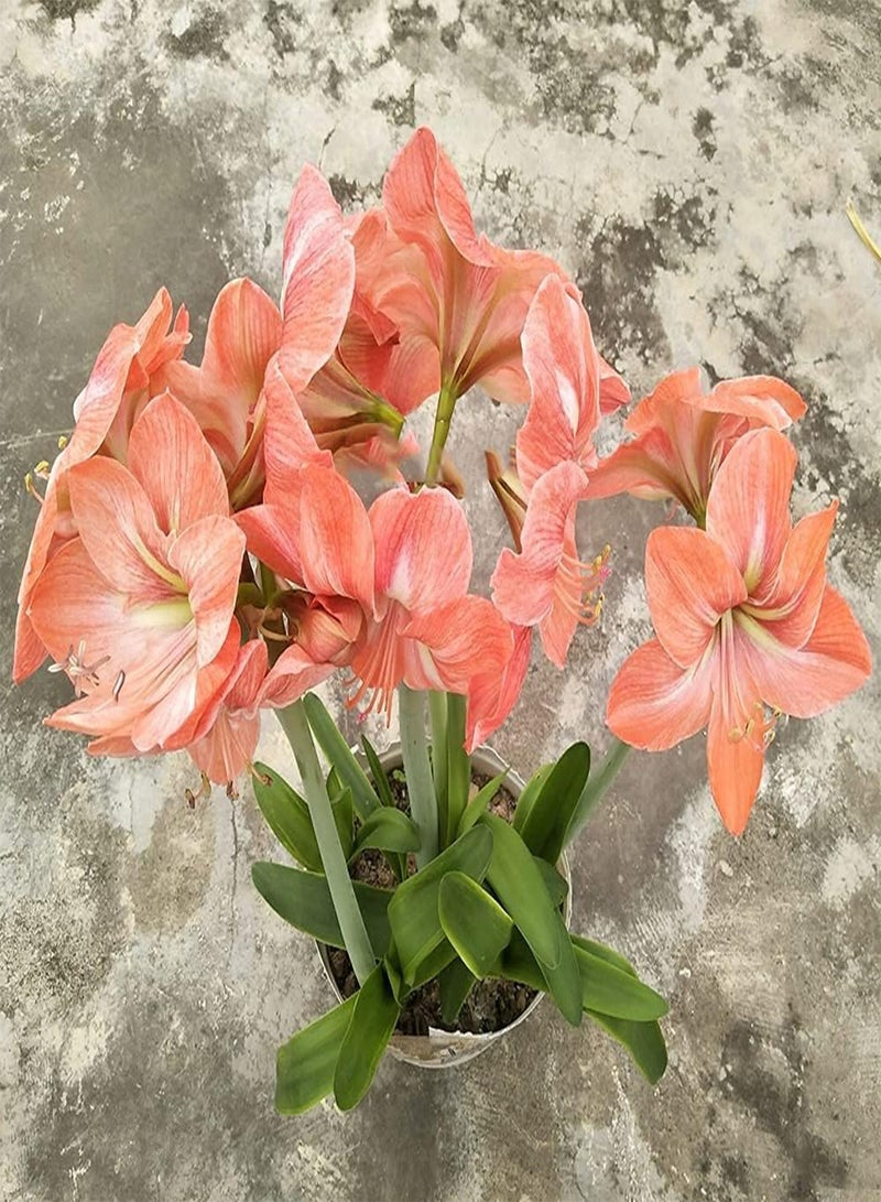 جي جوت بذور أمارلس نادرة وردية اللون من نوع هيبيستروم، فترة ازدهار طويلة، سهلة العناية، محبوبة من قبل المزارعين المبتدئين والمحترفين - Image 3