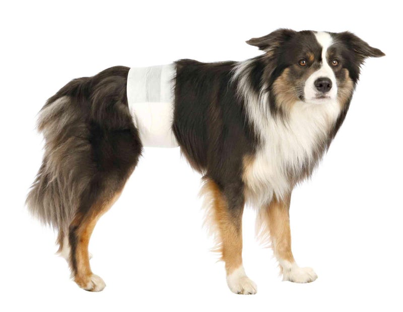 Trixie Disposable Diapers for Male Dogs -12Pcs (M-L) - Image 2
