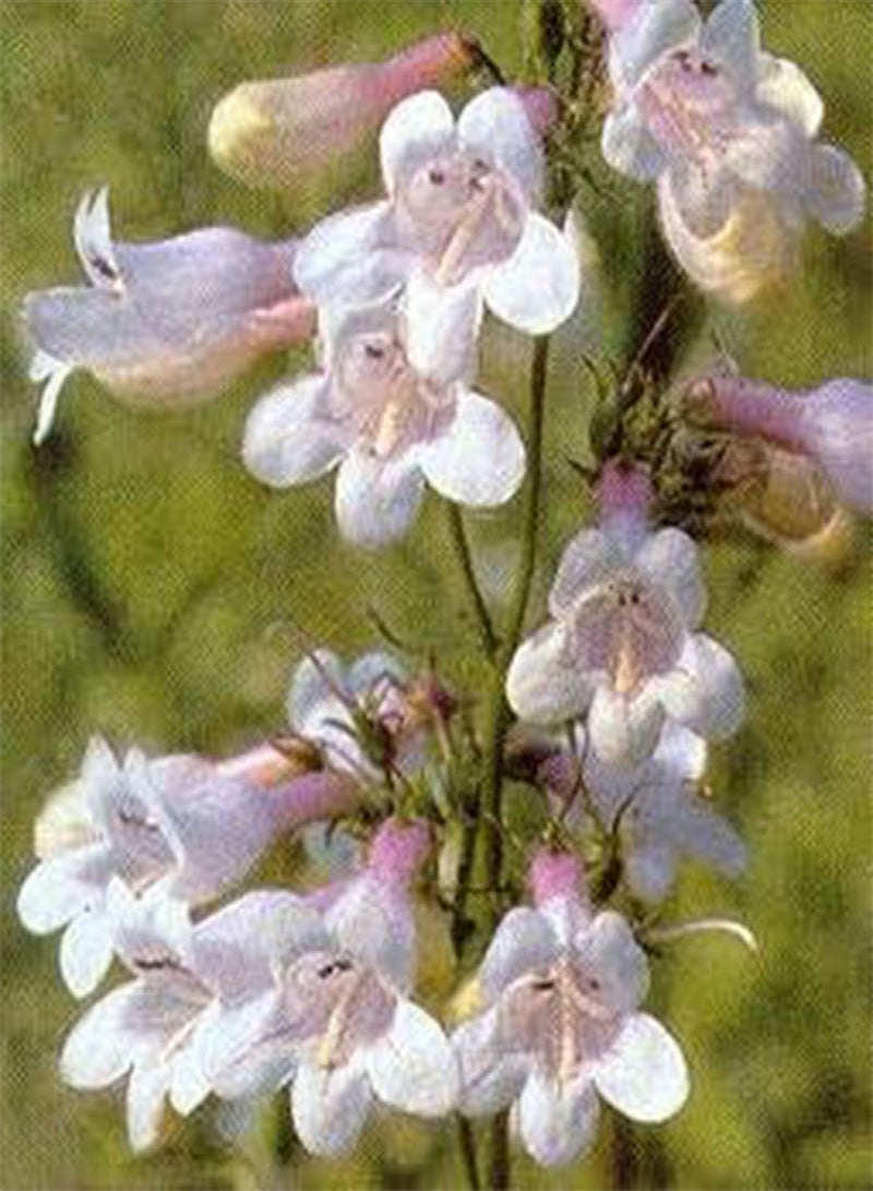 GGOOT Penstemon Digitalis Aoza 100 Seeds