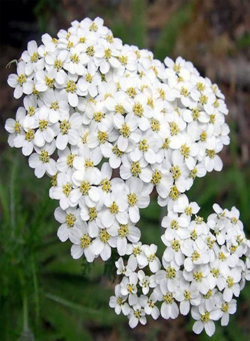 GGOOT 10 Achillea White Flower Seeds UK Yarrow Wildflower Daisy for Gardens & Meadows - Image 1