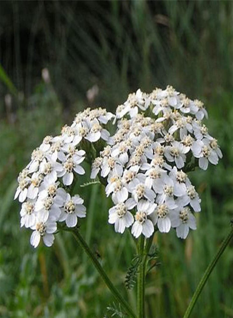 GGOOT 10 Achillea White Flower Seeds UK Yarrow Wildflower Daisy for Gardens & Meadows - Image 3