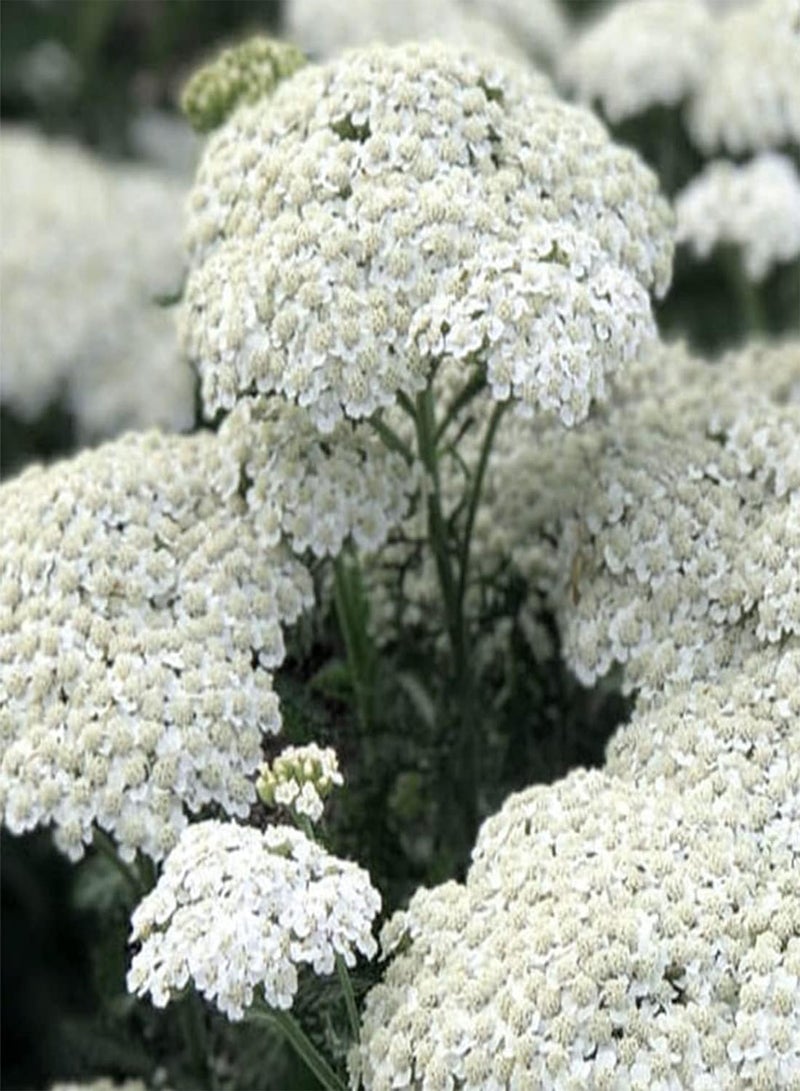 GGOOT 10 Achillea White Flower Seeds UK Yarrow Wildflower Daisy for Gardens & Meadows - Image 2